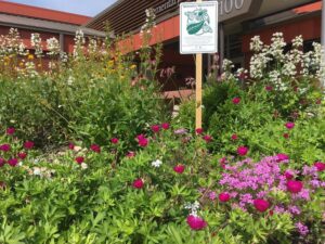 native plant garden