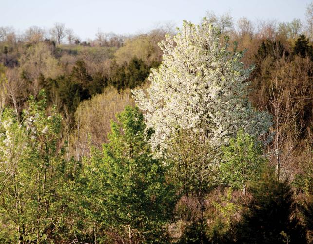Peter Tree Kc Free Event- Goodbye Invasive Callery Pear Tree-Smell Ya Later - Climate ...