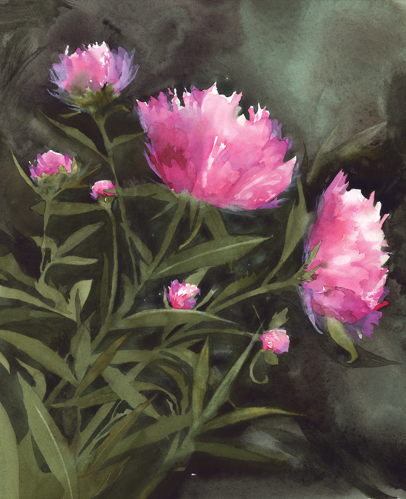 Peonies