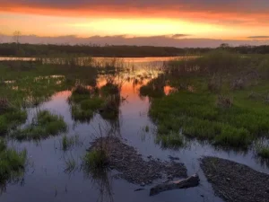 Missouri wetland at sunset. 
